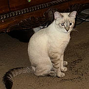 Loki is registered to the contest to win money with this photo: animal, carpet, cat, cream_colored, curious, domestic_cat, ears, flash_glow, floor, furniture, indoor, one_eye_glow, pet, shadow, sitting, striped_legs, striped_tail, tail, whiskers, wooden_furniture