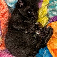 Peanut joined the competition — help win amazing prizes! animal, black_kitten, cat, close_up, colorful, cozy, curled_up, cute, furry, fuzzy_blanket, indoor, kitten, paws, pet, playful, resting, small, soft_texture, wide_eyes, young