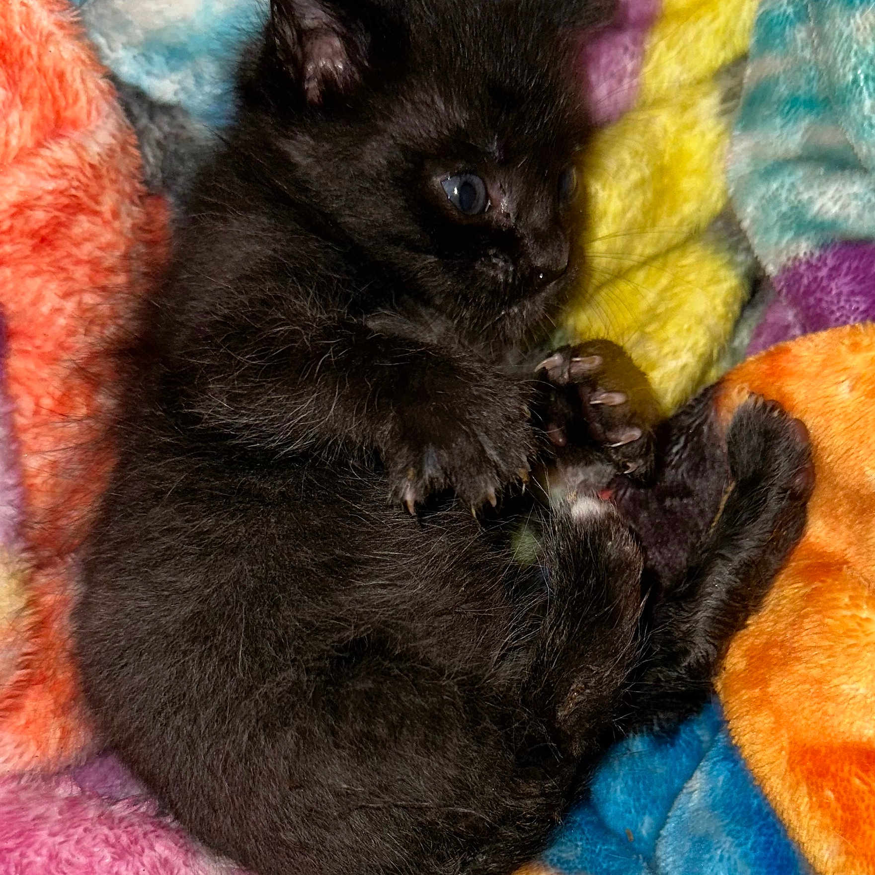 Peanut joined the competition — help win amazing prizes! animal, black_kitten, cat, close_up, colorful, cozy, curled_up, cute, furry, fuzzy_blanket, indoor, kitten, paws, pet, playful, resting, small, soft_texture, wide_eyes, young