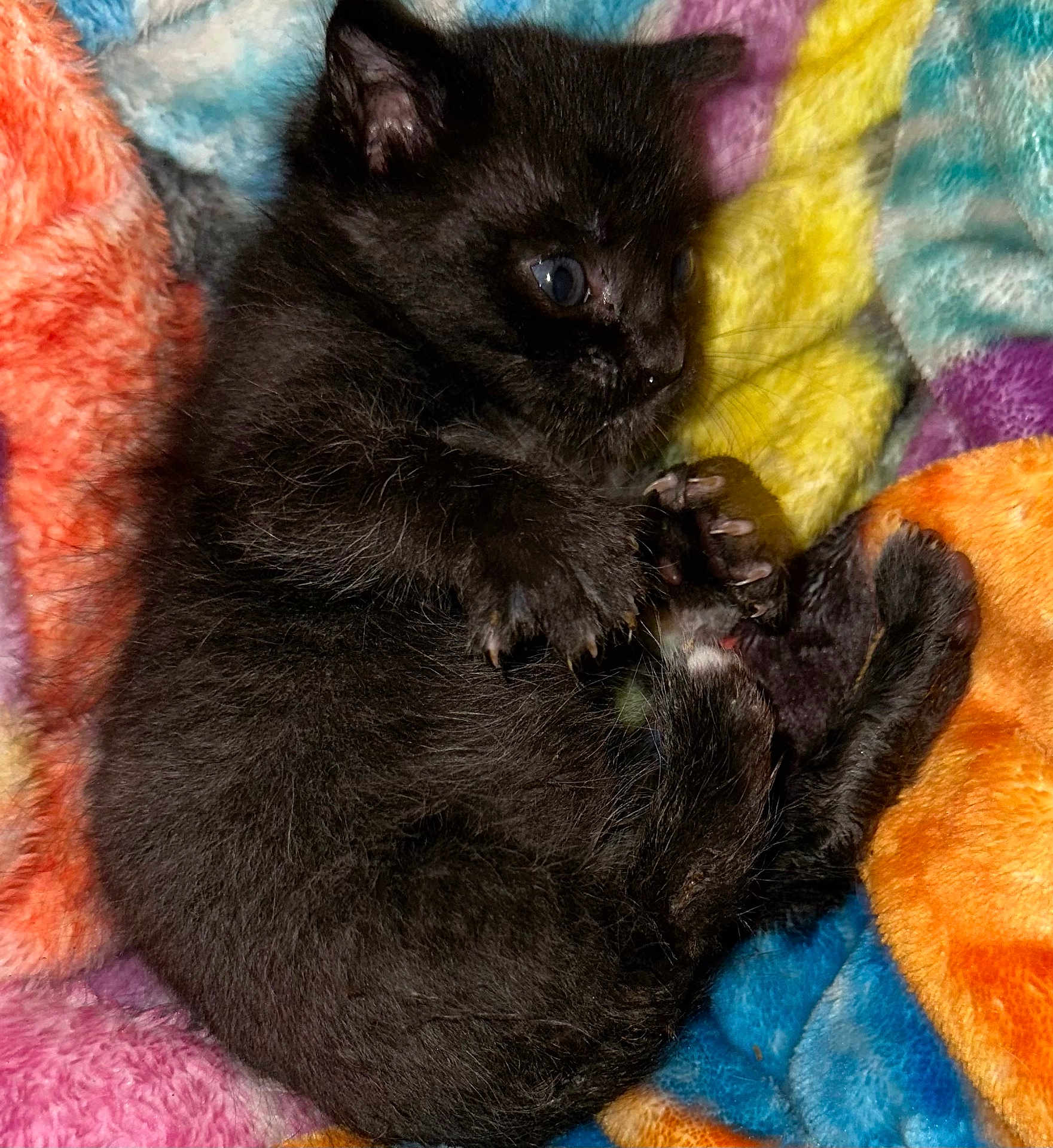 Peanut