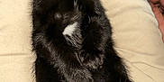 Peanut is registered to the contest to win money with this photo: adorable, animal, black_cat, closeup, cozy, cute, domestic_cat, fur, indoor, kitten, lap, mammal, paw, pet, relaxing, resting, sleeping, whiskers, white_patch, young_animal