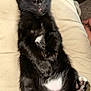 Peanut is registered to the contest to win money with this photo: kitten, black_cat, sleeping, pet, animal, fur, paw, cute, domestic_cat, relaxing, white_patch, closeup, indoor, lap, resting, young_animal, mammal, whiskers, adorable, cozy