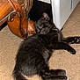 black_cat, kitten, sleeping, carpet, wooden_furniture, furniture_leg, indoor, pet, animal, cozy, resting, cute, fur, whiskers, paw, tail, domestic_animal, home, quiet, relaxed