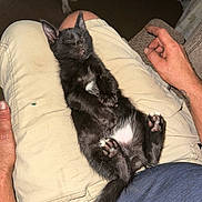 Peanut is registered to the contest to win money with this photo: kitten, black_cat, sleeping, lap, person, shorts, hand, dog_legs, indoor, relaxed, paw_pads, feline, pet, animal, casual_clothing, resting, cozy, whiskers, tail, nap