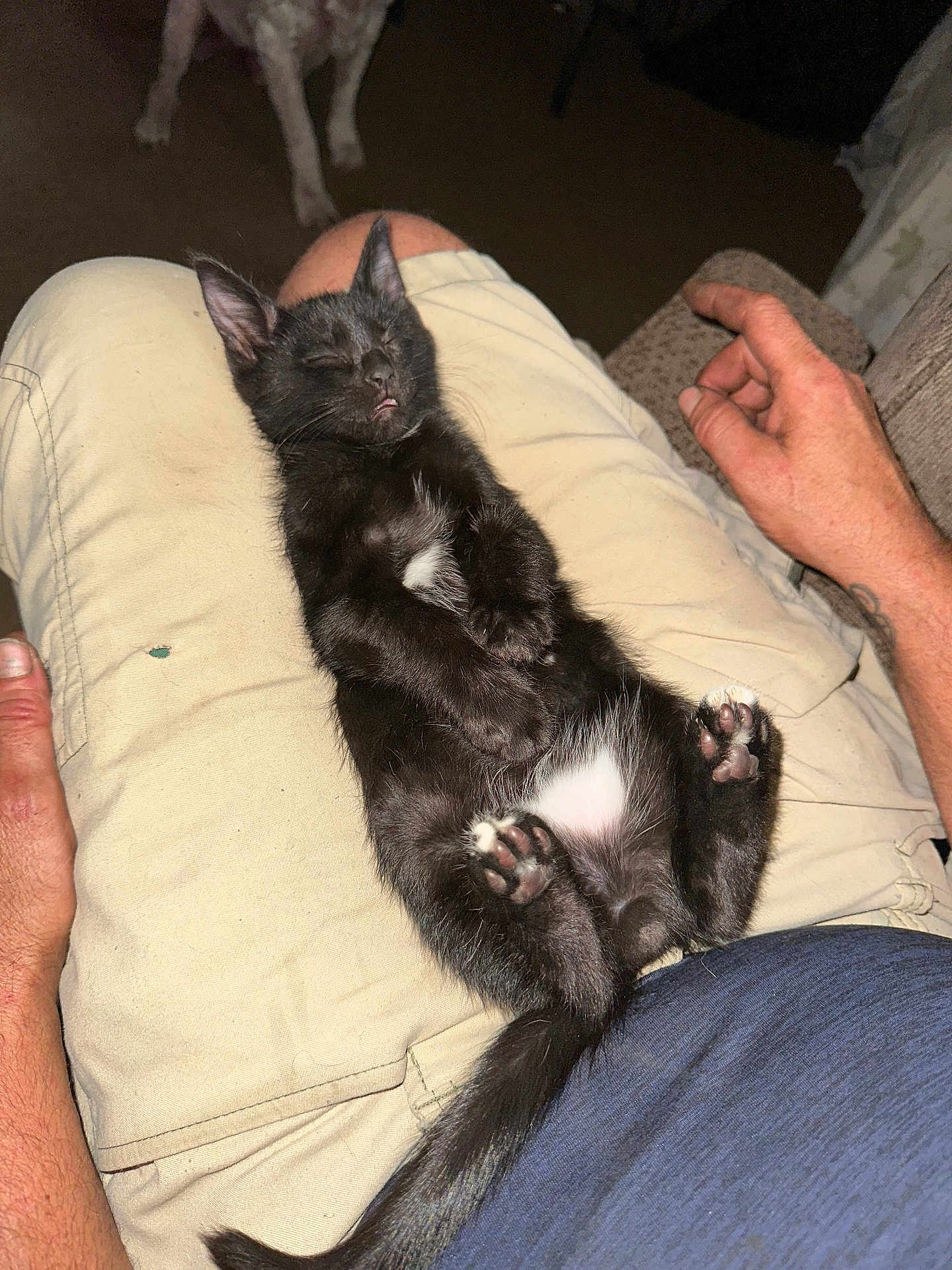 Peanut is registered to the contest to win money with this photo: kitten, black_cat, sleeping, lap, person, shorts, hand, dog_legs, indoor, relaxed, paw_pads, feline, pet, animal, casual_clothing, resting, cozy, whiskers, tail, nap