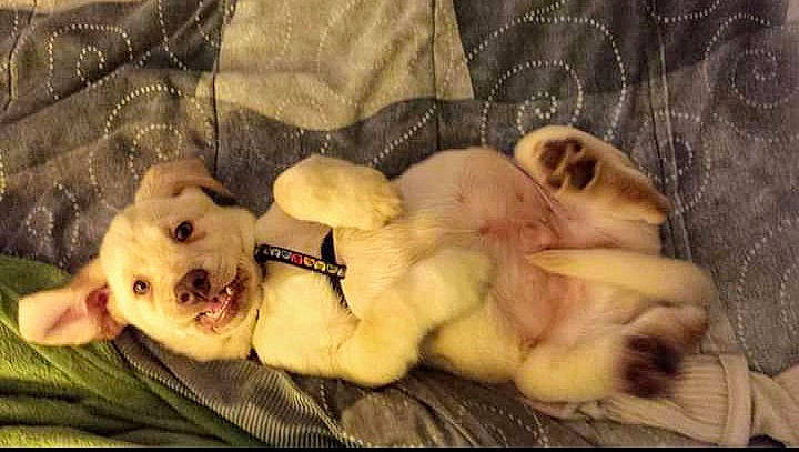 Samson is registered to the contest to win money with this photo: canidae, carnivore, comfort, companion_dog, dog, dog_breed, dog_supply, fang, fawn, felidae, fur, paw, pet_supply, small_to_medium_sized_cats, snout, sporting_group, tail, toy, whiskers, working_animal