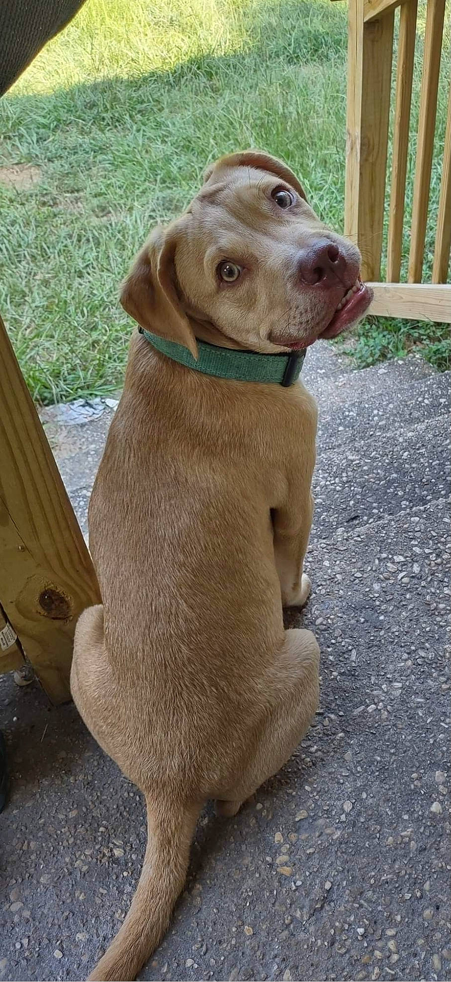 Max joined the competition — help win amazing prizes! canidae, carnivore, collar, companion_dog, dog, dog_breed, dog_collar, fawn, fur, gun_dog, hunting_dog, liver, pet_supply, snout, sporting_group, terrestrial_animal, whiskers, wood, working_animal