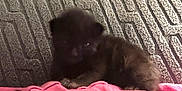 Cosmo is registered to the contest to win money with this photo: affenpinscher, animal, blanket, canine, cat, cockerspaniel, couch, cushion, dog, eskimodog, face, furniture, head, homedecor, kitten, person, pet, poodle, puppy, sleeping