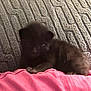 affenpinscher, animal, blanket, canine, cat, cockerspaniel, couch, cushion, dog, eskimodog, face, furniture, head, homedecor, kitten, person, pet, poodle, puppy, sleeping