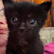 Cosmo joined the competition — help win amazing prizes! animal, baby, blackcat, canine, cat, couch, dog, door, face, furniture, head, indoors, kitten, manx, person, pet, photography, portrait, puppy, selfie