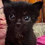 animal, baby, blackcat, canine, cat, couch, dog, door, face, furniture, head, indoors, kitten, manx, person, pet, photography, portrait, puppy, selfie