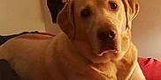 Samson is registered to the contest to win money with this photo: animal, bulldog, canine, computer, computerhardware, cushion, dog, electronics, goldenretriever, hardware, homedecor, hound, labradorretriever, laptop, pc, pet, photography, puppy, screen, snout