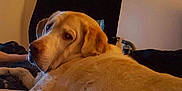 Samson is registered to the contest to win money with this photo: animal, beagle, blanket, canine, couch, dog, furniture, goldenretriever, hound, labradorretriever, person, pet, pointer, puppy, sleeping, snout