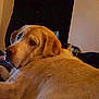 Samson is registered to the contest to win money with this photo: animal, beagle, blanket, canine, couch, dog, furniture, goldenretriever, hound, labradorretriever, person, pet, pointer, puppy, sleeping, snout
