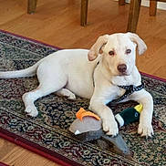 Samson joined the competition — help win amazing prizes! animal, ball, boxer, bulldog, canine, cushion, dog, hardwood, homedecor, hound, labradorretriever, pet, pointer, puppy, rug, sport, tennis, tennisball, whitedog, wood