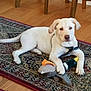 Samson joined the competition — help win amazing prizes! animal, ball, boxer, bulldog, canine, cushion, dog, hardwood, homedecor, hound, labradorretriever, pet, pointer, puppy, rug, sport, tennis, tennisball, whitedog, wood