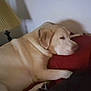 Samson is registered to the contest to win money with this photo: animal, blanket, canine, couch, cushion, dog, furniture, homedecor, hound, labradorretriever, lamp, person, pet, pillow, puppy, sleeping, snout, tablelamp