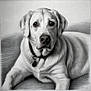animal, artwork, black_and_white, collar, detailed, dog, drawing, ears, expression, face, fur, labrador, lying_down, nose, pencil_sketch, pet, portrait, realistic, shading, whiskers