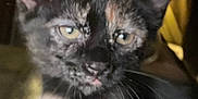 Tipper is registered to the contest to win money with this photo: animal, blurred_background, cat, close_up, curious, cute, ears, eyes, face, feline, fur, indoor, kitten, mammal, pet, portrait, soft_lighting, tortoiseshell, whiskers, young
