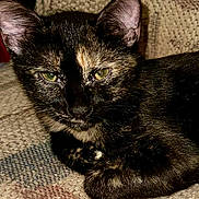 Tipper joined the competition — help win amazing prizes! animal, cat, close_up, cute, domestic_animal, ears, fabric, feline, fur, green_eyes, indoor, laying_down, mammal, pet, portrait, relaxed, resting, texture, tortoiseshell, whiskers