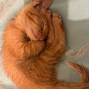 Fireball is registered to the contest to win money with this photo: kitten, cat, sleeping, orange_fur, curled_up, cute, pet, feline, fur, resting, cozy, indoor, blanket, soft, small, adorable, animal, domestic, peaceful, quiet