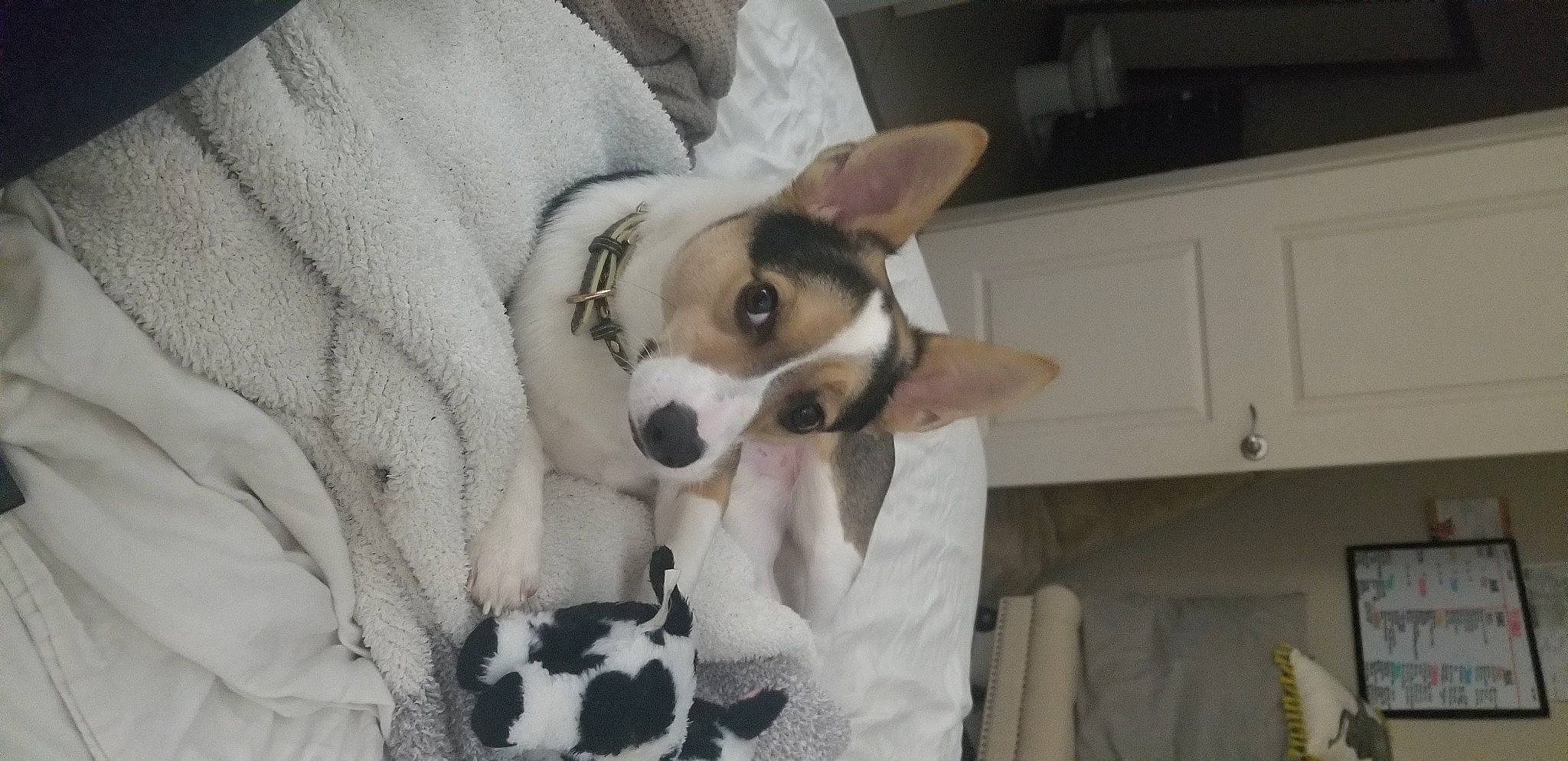 Oliver joined the competition — help win amazing prizes! cabinetry, canidae, carnivore, chihuahua, collar, comfort, companion_dog, dog, dog_breed, dog_collar, dog_supply, fawn, fur, linens, mammal, sporting_group, toy_dog, vertebrate, whiskers, working_animal