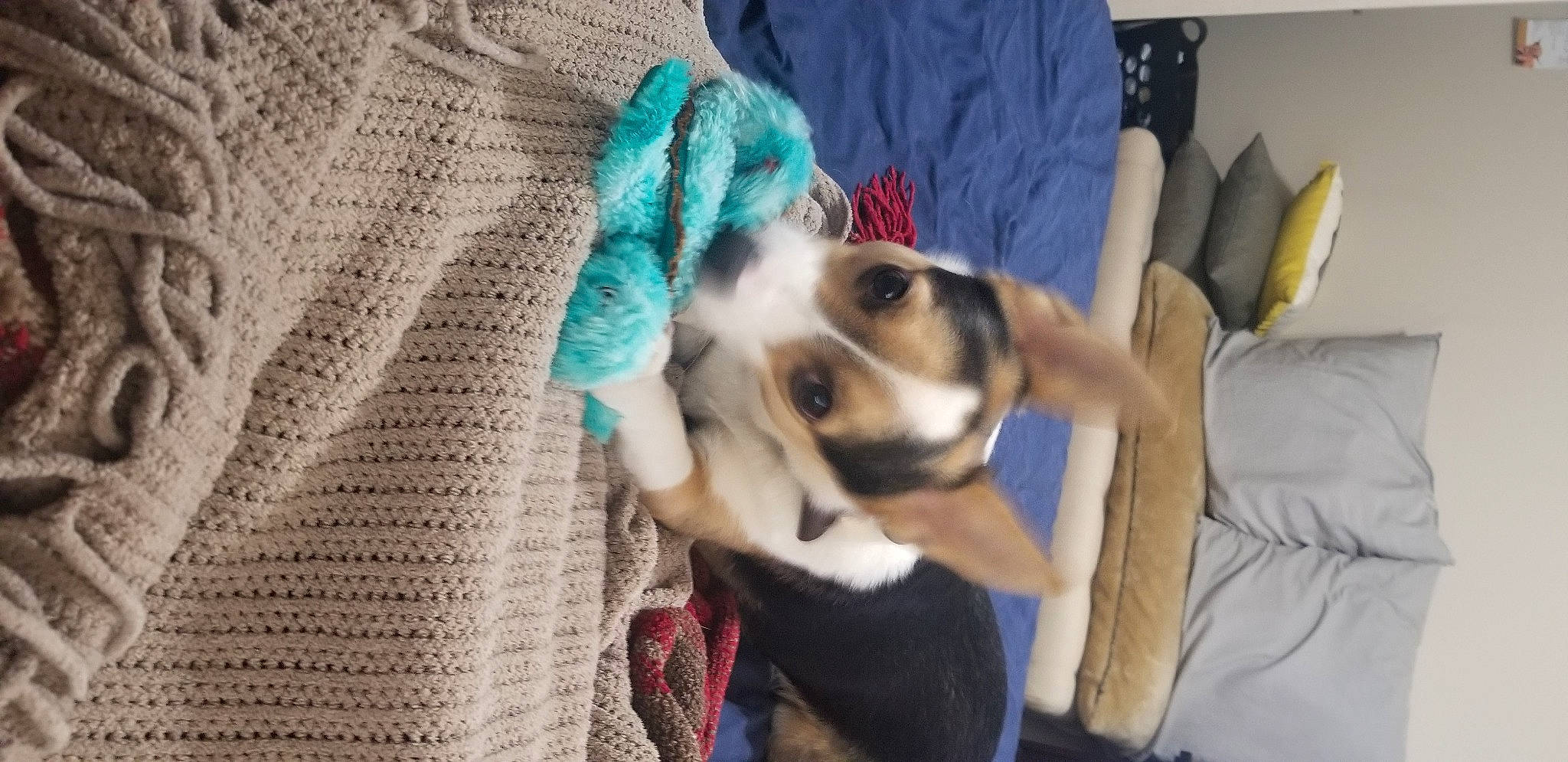 Oliver joined the competition — help win amazing prizes! canidae, carnivore, collar, comfort, companion_dog, couch, dog, dog_breed, dog_supply, electric_blue, fawn, fur, pattern, plaid, snout, sporting_group, whiskers, woolen, working_animal, woven_fabric