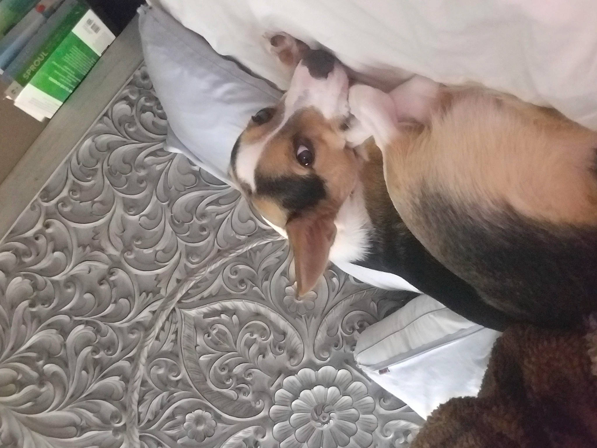 Oliver is registered to the contest to win money with this photo: box, canidae, carnivore, comfort, companion_dog, dog, dog_breed, fawn, flooring, fur, linens, nap, non_sporting_group, pattern, room, sleep, sporting_group, toy_dog, whiskers