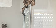 Chanel a rejoint le concours — aidez-le/la à gagner de superbes lots ! cat, tabby, door, door_frame, indoor, curious, wide_eyes, balance, window, curtain, heart_decoration, potted_plant, photo_frame, shelf, white_wall, home_interior, light, furniture, pet, animal