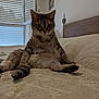 Chanel participe au concours pour gagner de l'argent avec cette photo : cat, tabby_cat, bed, indoor, furniture, window, blinds, headboard, wall_decoration, heart_shape, animal, pet, feline, looking_at_camera, sitting, legs_spread, curious, cozy, room, domestic