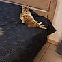 Chanel participe au concours pour gagner de l'argent avec cette photo : cat, tabby, bed, bedroom, furniture, wood, headboard, tile_floor, resting, relaxed, animal, pet, indoor, cozy, looking, fur, whiskers, paws, cute, lazy