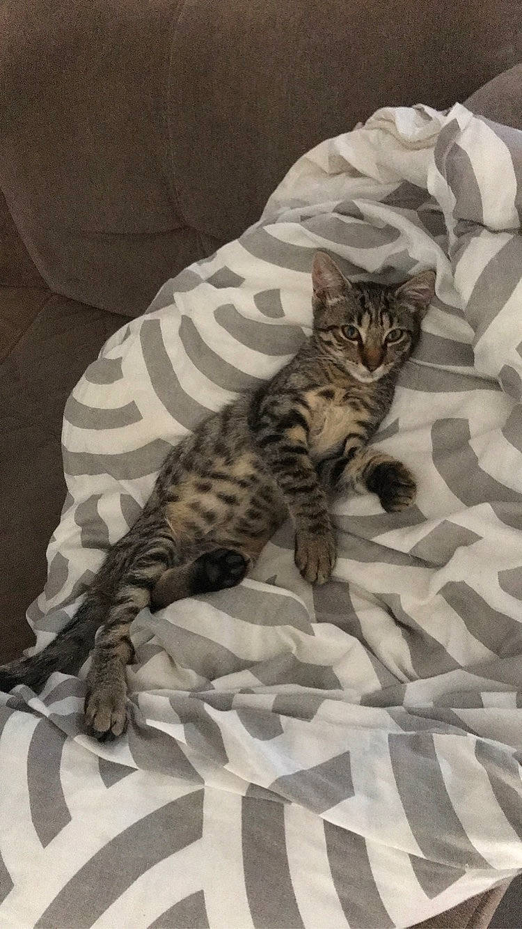 Rio a rejoint le concours — aidez-le/la à gagner de superbes lots ! american_shorthair, asian, bengal, california_spangled, carnivore, cat, domestic_short_haired_cat, dragon_li, egyptian_mau, european_shorthair, felidae, kitten, mammal, ocicat, small_to_medium_sized_cats, sokoke, tabby_cat, toyger, vertebrate, whiskers