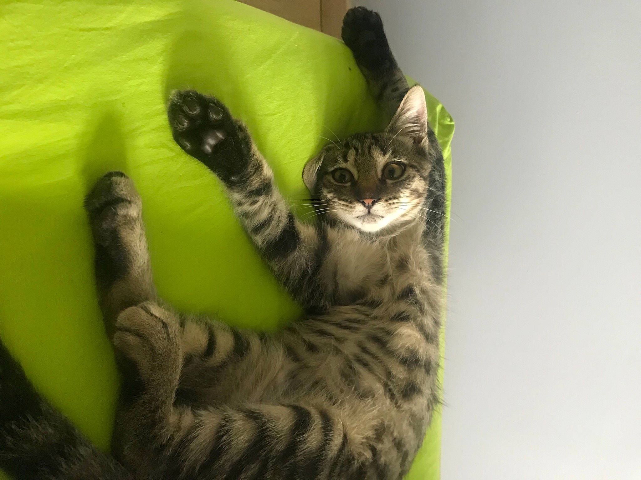 Rio a rejoint le concours — aidez-le/la à gagner de superbes lots ! american_shorthair, asian, california_spangled, carnivore, cat, claw, domestic_short_haired_cat, dragon_li, european_shorthair, felidae, kitten, maine_coon, norwegian_forest_cat, paw, pixie_bob, polydactyl_cat, small_to_medium_sized_cats, tabby_cat, tail, whiskers