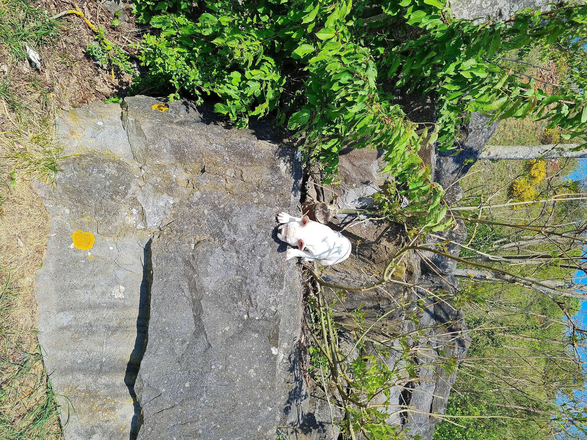 Taz participe au concours pour gagner de l'argent avec cette photo : asphalt, bedrock, geological_phenomenon, grass, groundcover, landscape, outcrop, plant, road_surface, rock, shrub, slope, soil, tree, trunk, twig, urban_design, watercourse, wood, woody_plant