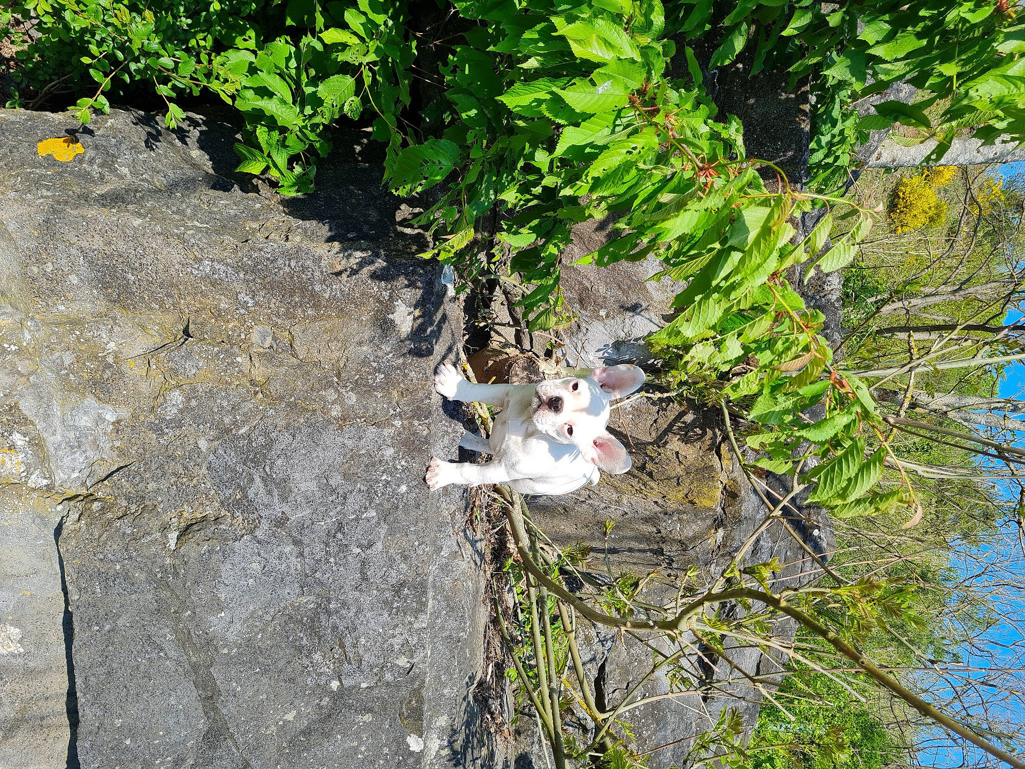 Taz a rejoint le concours — aidez-le/la à gagner de superbes lots ! asphalt, bedrock, biome, branch, carnivore, cat, concrete, grass, groundcover, landscape, plant, rock, shadow, shrub, soil, tree, trunk, twig, vegetation, woody_plant