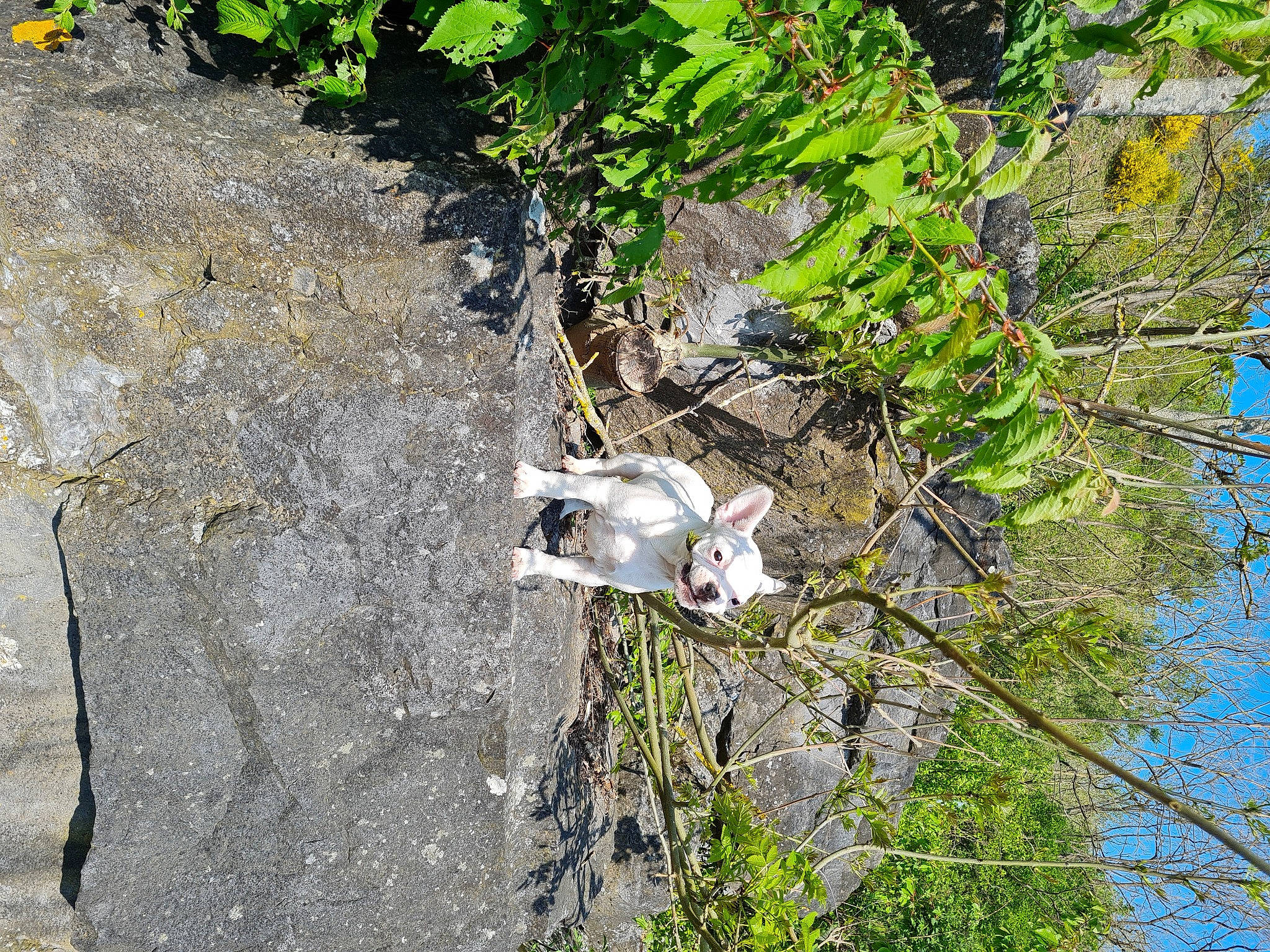Taz participe au concours pour gagner de l'argent avec cette photo : bedrock, branch, grass, groundcover, landscape, plant, recreation, rock, sky, soil, tree, trunk, twig, water, watercourse
