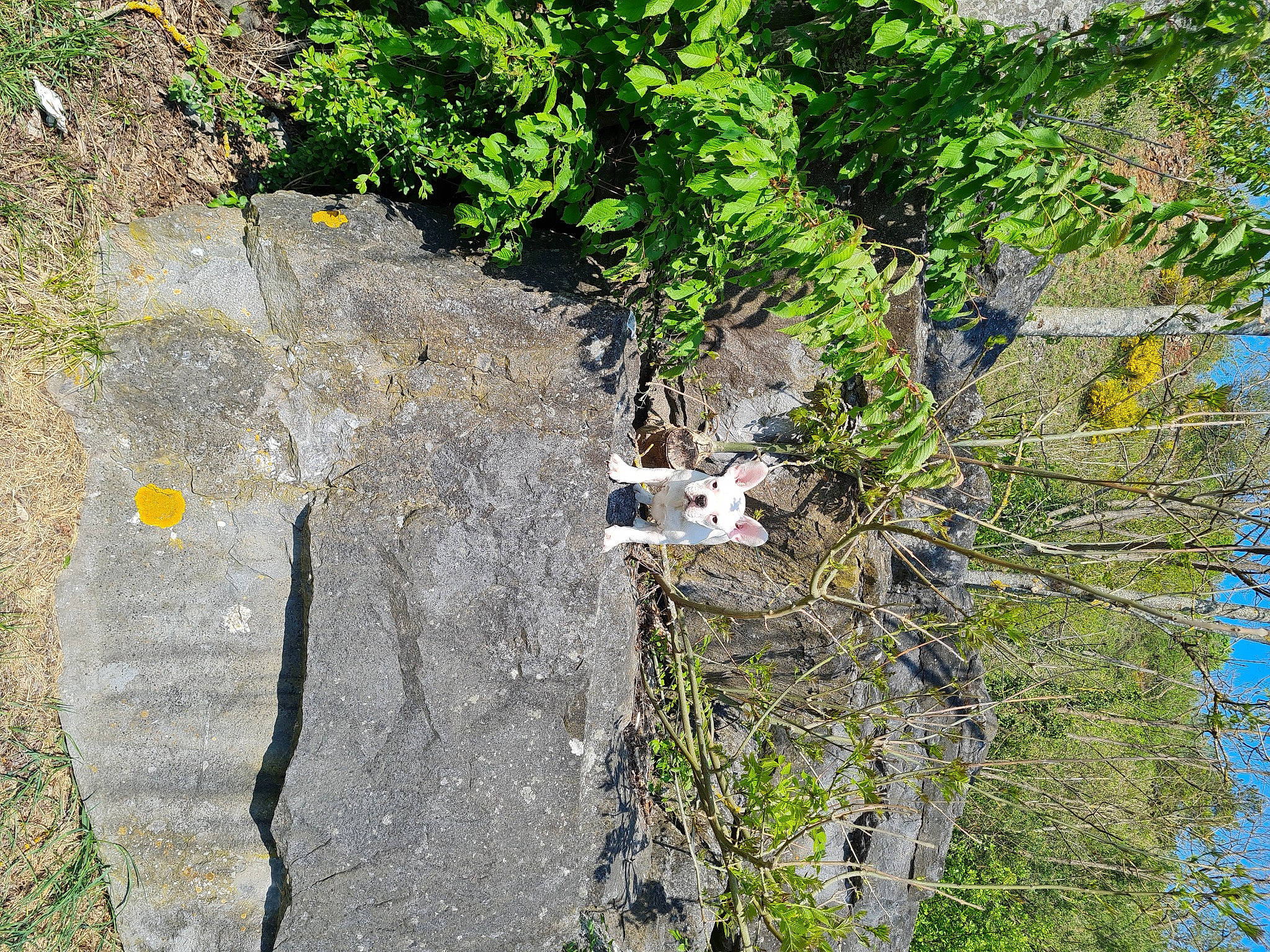 Taz participe au concours pour gagner de l'argent avec cette photo : adventure, asphalt, bedrock, fault, grass, groundcover, landscape, nature_reserve, outcrop, plant, recreation, rock, shrub, sky, slope, soil, tree, twig, window, wood
