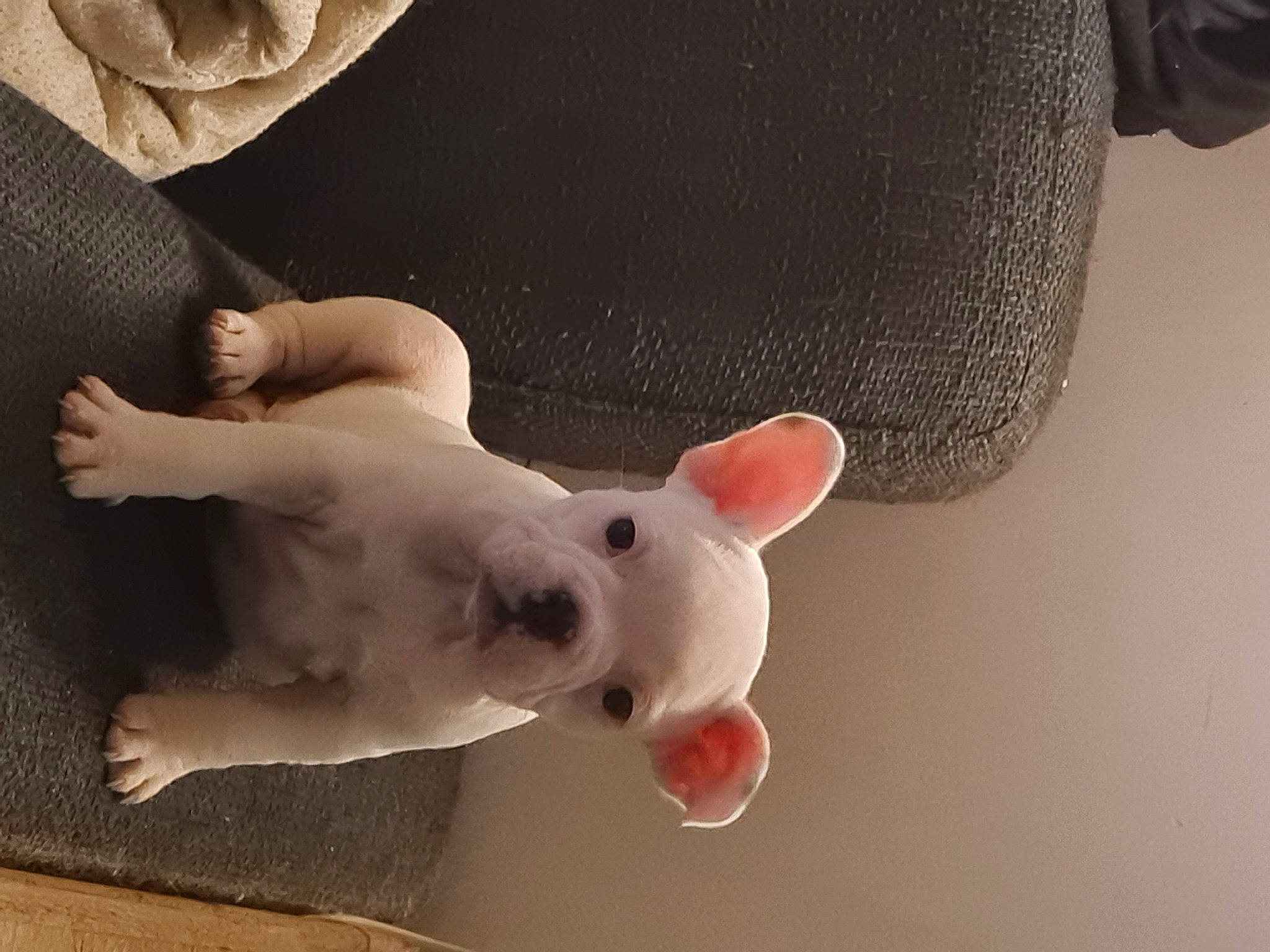 Taz participe au concours pour gagner de l'argent avec cette photo : bull_terrier, canidae, carmine, carnivore, comfort, companion_dog, dog, dog_breed, ear, fawn, finger, gesture, non_sporting_group, paw, plush, snout, stuffed_toy, tail, toy, whiskers