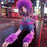Yonce joined the competition — help win amazing prizes! afro_hair, animal, bench, canine, city_lights, closeup, colorful, denim_jacket, dog, fashion, harness, night, outdoor, pet, poodle, portrait, purple_fur, sidewalk, street, urban