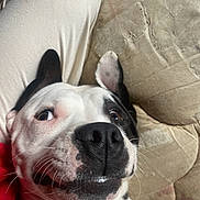 Bruzzer is registered to the contest to win money with this photo: animal, bostonbull, boxer, bulldog, canine, chair, couch, cushion, dog, frenchbulldog, furniture, homedecor, hound, person, pet, pitbull, pointer, puppy, sleeping, snout