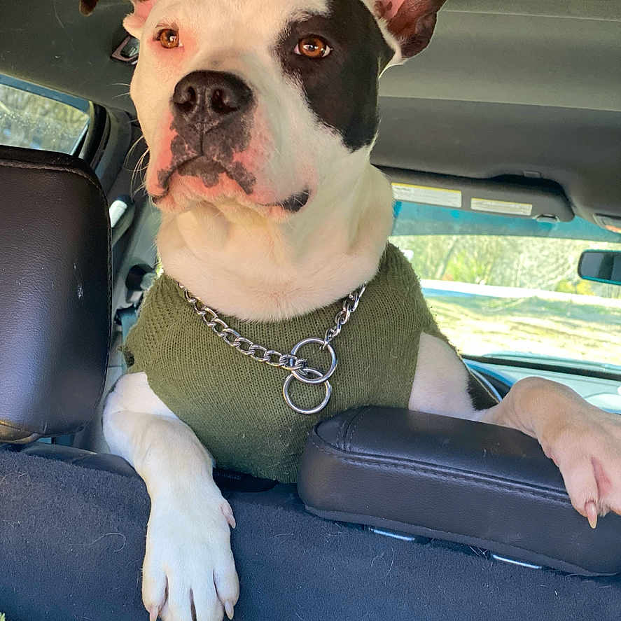 Bruzzer joined the competition — help win amazing prizes! accessories, animal, belt, bostonbull, boxer, bulldog, canine, cushion, dog, face, frenchbulldog, head, homedecor, jewelry, necklace, person, pet, pitbull, puppy, wallet