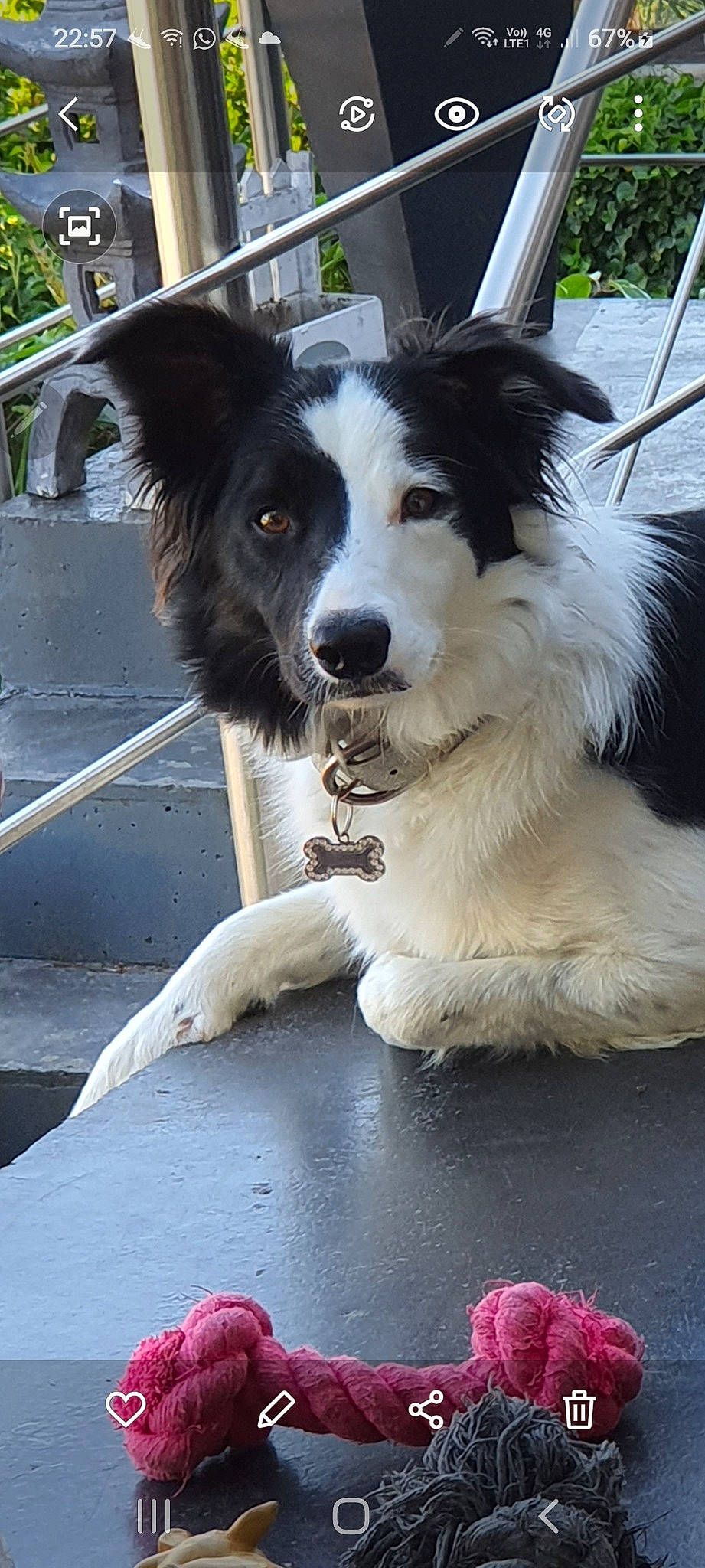 Choupa a rejoint le concours — aidez-le/la à gagner de superbes lots ! australian_collie, border_collie, canidae, carnivore, companion_dog, dog, dog_breed, herding_dog, mammal, rare_breed_dog, snout, vertebrate, welsh_sheepdog, working_dog