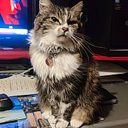 Olive participe au concours pour gagner de l'argent avec cette photo : animal, cat, computer, computerhardware, computerkeyboard, desk, electronics, entertainmentcenter, furniture, hardware, kitten, laptop, monitor, mouse, pc, pet, screen, shelf, table, tv