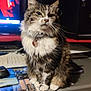 animal, cat, computer, computerhardware, computerkeyboard, desk, electronics, entertainmentcenter, furniture, hardware, kitten, laptop, monitor, mouse, pc, pet, screen, shelf, table, tv