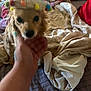 dog, sombrero, hand, bed, blanket, pillow, indoor, pet, canine, cute, small_dog, fur, animal, domestic_animal, colorful, headwear, sleeping_area, comfort, messy, cozy