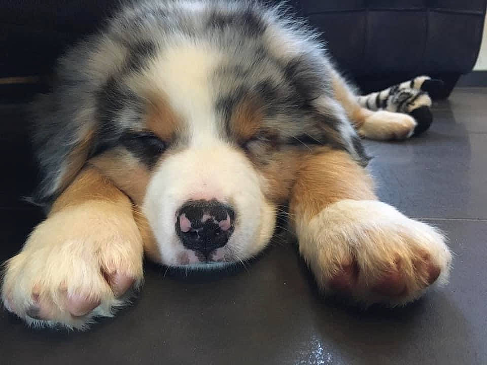 Packo a rejoint le concours — aidez-le/la à gagner de superbes lots ! ball, canidae, carnivore, companion_dog, couch, dog, dog_breed, fur, herding_dog, natural_material, paw, snout, sporting_group, terrestrial_animal, whiskers, wildlife, working_dog