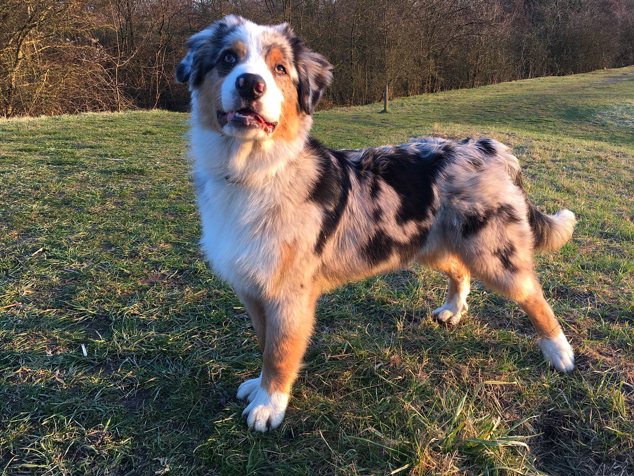 Packo a rejoint le concours — aidez-le/la à gagner de superbes lots ! australian_shepherd, ball, canidae, carnivore, companion_dog, dog, dog_breed, grass, herding_dog, plant, sporting_group, tail, terrestrial_animal, tree, working_dog