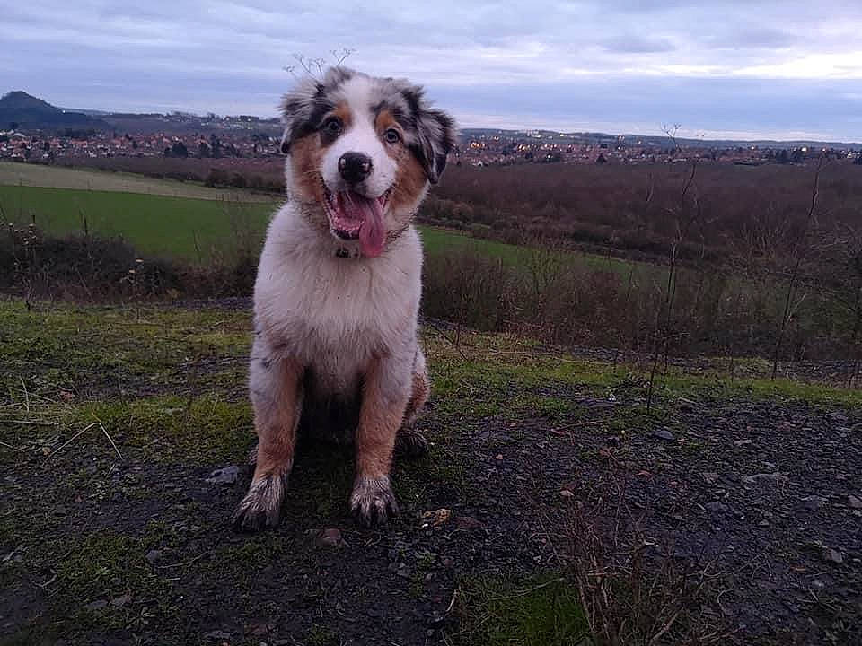 Packo a rejoint le concours — aidez-le/la à gagner de superbes lots ! canidae, carnivore, cloud, companion_dog, corgi_chihuahua, dog, dog_breed, grass, grassland, hunting_dog, landscape, non_sporting_group, plant, sky, snout, soil, sporting_group, working_dog