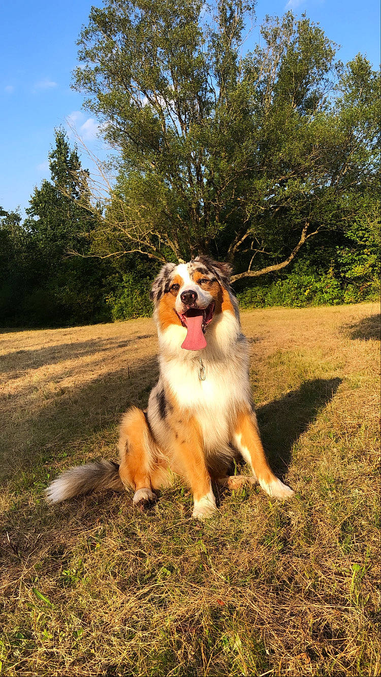Packo participe au concours pour gagner de l'argent avec cette photo : canidae, carnivore, companion_dog, dog, dog_breed, fawn, giant_dog_breed, grass, herding_dog, landscape, plant, scotch_collie, sky, snout, sporting_group, tree, working_dog