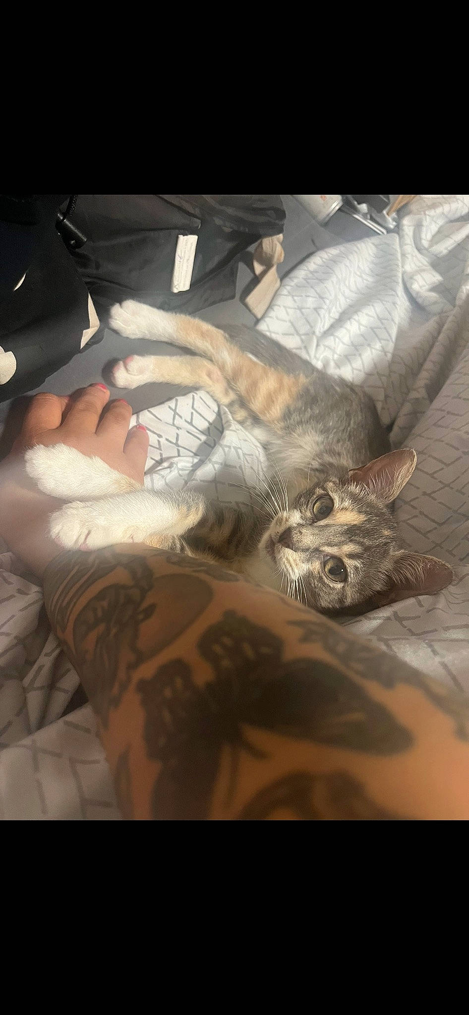 Gracie is registered to the contest to win money with this photo: arm, carnivore, chest, comfort, companion_dog, elbow, felidae, flesh, fur, human_leg, linens, pattern, sleeve, tattoo, tattoo_artist, temporary_tattoo, thigh, whiskers, wood, wrist